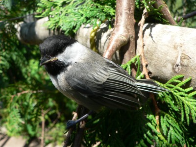 chickadee