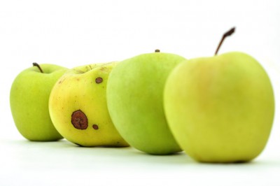 10263896 - rotten apple in a line of perfect ones, isolated on white